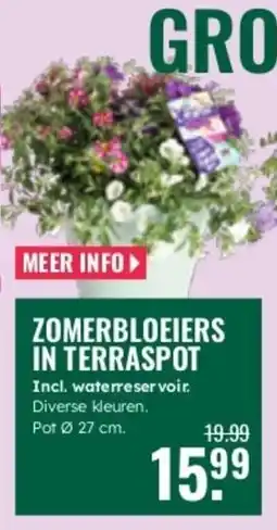 GroenRijk Zomerbloeiers in terraspot aanbieding