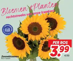 Dekamarkt Zonnebloemen aanbieding