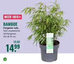 GroenRijk Bamboe aanbieding