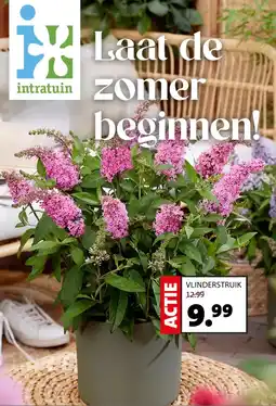 Intratuin VLINDERSTRUIK aanbieding