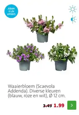 Intratuin Waaierbloem (Scaevola Addenda). Diverse kleuren (blauw, roze en wit), Ø 12 cm. aanbieding