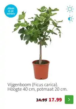 Intratuin Vijgenboom (Ficus carica). Hoogte 40 cm, potmaat 20 cm. aanbieding