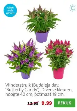 Intratuin Vlinderstruik (Buddleja dav. ‘Butterfly Candy’). Diverse kleuren, hoogte 40 cm, potmaat 19 cm. aanbieding