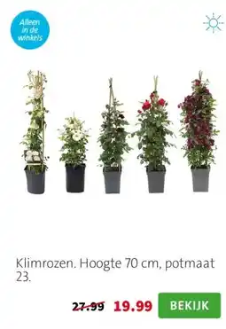 Intratuin Klimrozen. Hoogte 70 cm, potmaat 23. aanbieding