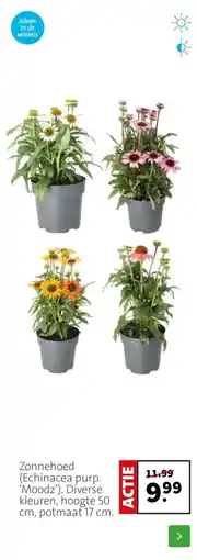 Intratuin Zonnehoed (Echinacea purp. ‘Moodz’). Diverse kleuren, hoogte 50 cm, potmaat 17 cm. aanbieding