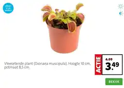 Intratuin Vleesetende plant (Dionaea muscipula). Hoogte 10 cm, potmaat 8,5 cm. aanbieding