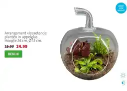 Intratuin Arrangement vleesetende planten in appelglas. Hoogte 24 cm, Ø 12 cm. aanbieding