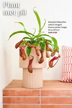 Intratuin Bekerplant (Nepenthes alata) in hangpot. Diverse soorten, hoogte aanbieding