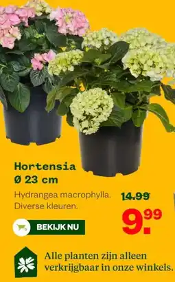 Welkoop Hortensia aanbieding