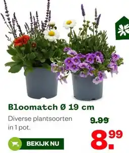 Welkoop Bloomatch aanbieding