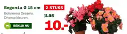 Welkoop Begonia aanbieding