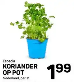 Ekoplaza KORIANDER OP POT aanbieding
