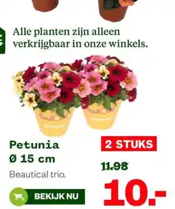Welkoop Petunia aanbieding