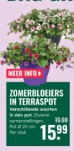 GroenRijk Zomerbloeiers in terraspot aanbieding