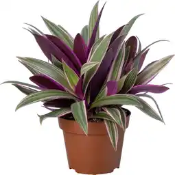 Intratuin Biologische Vaderplant (Tradescantia spathacea) D 11 H 15 cm aanbieding