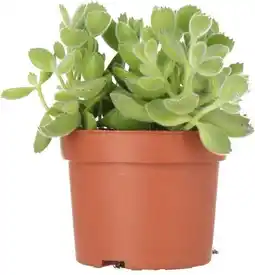 Intratuin Biologische Berenklauw (Cotyledon tomentosa) D 10 H 10 cm aanbieding