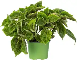 Intratuin Biologische planten (Pilea involucrata 'Moon Valley') D 12 H 15 cm aanbieding