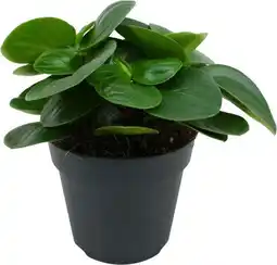 Intratuin Peperomia (Peperomia obtusifolia 'Red Canyon') D 15 H 25 cm aanbieding