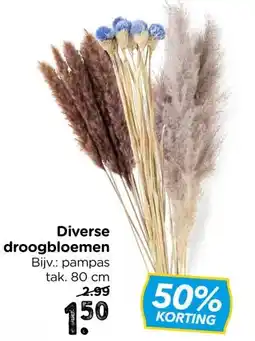 Xenos Diverse droogbloemen aanbieding