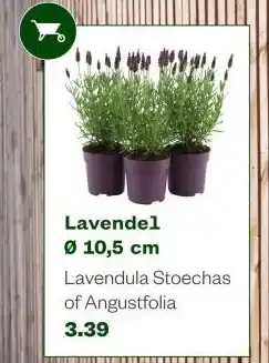 Welkoop Lavendel aanbieding