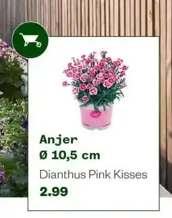 Welkoop Anjer aanbieding