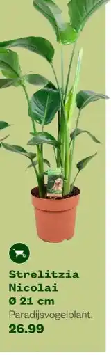 Welkoop Strelitzia Nicolai aanbieding