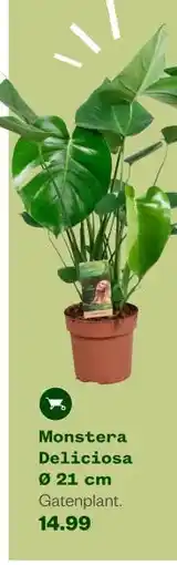 Welkoop Monstera Deliciosa aanbieding