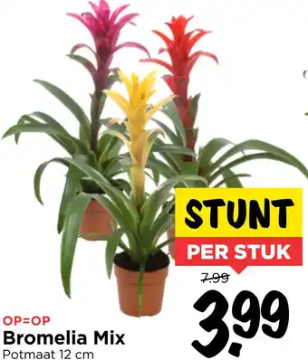 Vomar Voordeelmarkt Bromelia Mix 12cm aanbieding