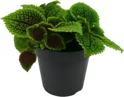 Intratuin Vriendschapsplant (Pilea involcurata 'Moon Valley') D 12 H 20 cm aanbieding