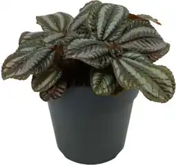 Intratuin Vriendschapsplant (Pilea 'Norfolk' D 12 H 20 cm aanbieding