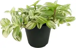 Intratuin Vaderplant (Tradescantia cerinthoides 'Brightness') D 12 H 20 aanbieding