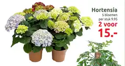 Deka Tuin Hortensia aanbieding