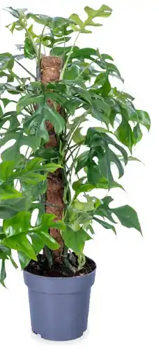 Deka Tuin Monsteria minima aanbieding