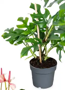 Deka Tuin Monsteria Minima aanbieding