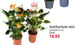 Deka Tuin Anthurium Mix aanbieding