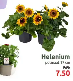 Deka Tuin Helenium aanbieding