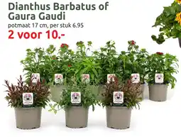Deka Tuin Dianthus Barbatus of Gaura Gaudi aanbieding