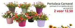 Deka Tuin Portulaca Carnaval aanbieding