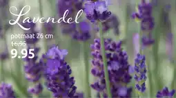 Deka Tuin Lavendel aanbieding