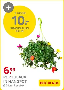 Praxis Portulaca in Hangpot aanbieding