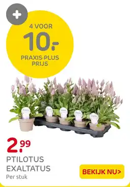 Praxis Ptilotus Exaltatus aanbieding