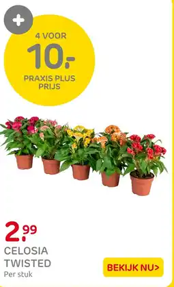Praxis Celosia Twisted aanbieding