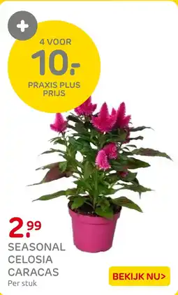 Praxis Seasonal Celosia Caracas aanbieding