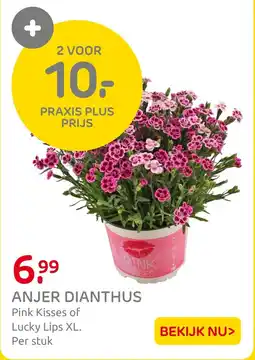 Praxis Anjer Dianthus aanbieding