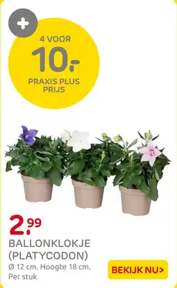 Praxis Ballonklokje (Platycodon) aanbieding
