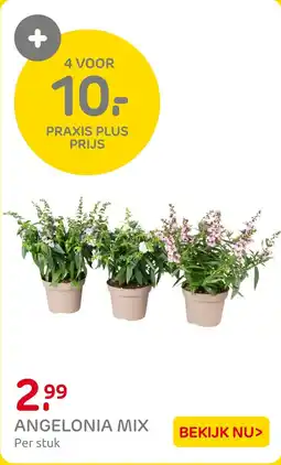 Praxis Angelonia Mix aanbieding