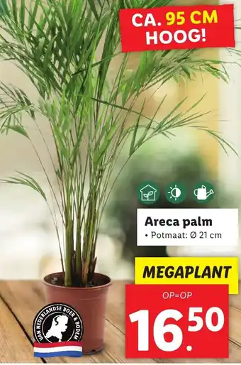 Lidl Areca palm aanbieding