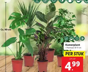 Lidl Kamerplant 17cm aanbieding