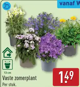ALDI Vaste zomerplant aanbieding