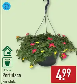ALDI Portulaca aanbieding